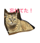 うちの猫ちゃんたち。（個別スタンプ：5）