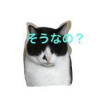 うちの猫ちゃんたち。（個別スタンプ：6）