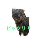 うちの猫ちゃんたち。（個別スタンプ：8）