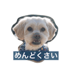 マルプーのまる（個別スタンプ：8）