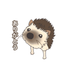 hedgehog love（個別スタンプ：5）