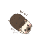 hedgehog love（個別スタンプ：13）