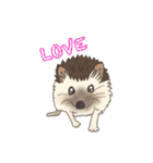 hedgehog love（個別スタンプ：20）