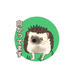 hedgehog love（個別スタンプ：29）