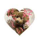 トイプーうめちゃん2（個別スタンプ：1）