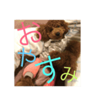 トイプーうめちゃん2（個別スタンプ：3）