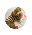 トイプーうめちゃん2（個別スタンプ：6）