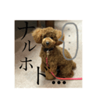 トイプーうめちゃん2（個別スタンプ：7）