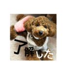 トイプーうめちゃん（個別スタンプ：1）