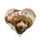 トイプーうめちゃん（個別スタンプ：4）