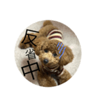 トイプーうめちゃん（個別スタンプ：5）