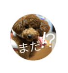 トイプーうめちゃん（個別スタンプ：7）