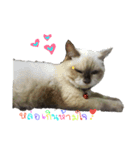 SUMOCAT（個別スタンプ：3）