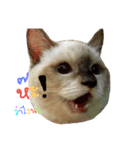 SUMOCAT（個別スタンプ：4）