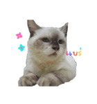 SUMOCAT（個別スタンプ：5）