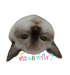 SUMOCAT（個別スタンプ：6）