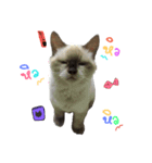 SUMOCAT（個別スタンプ：7）
