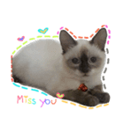 SUMOCAT（個別スタンプ：8）