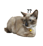 SisteryCats（個別スタンプ：1）