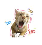 SisteryCats（個別スタンプ：2）