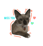 SisteryCats（個別スタンプ：3）