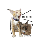 SisteryCats（個別スタンプ：4）