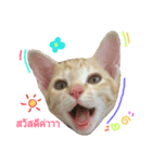 SisteryCats（個別スタンプ：5）