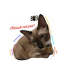SisteryCats（個別スタンプ：6）