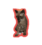 SisteryCats（個別スタンプ：7）