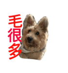 young face big dog momo（個別スタンプ：1）