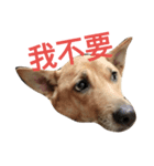 young face big dog momo（個別スタンプ：2）