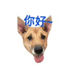 young face big dog momo（個別スタンプ：4）