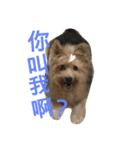 young face big dog momo（個別スタンプ：5）