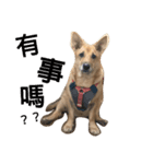young face big dog momo（個別スタンプ：7）