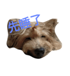 young face big dog momo（個別スタンプ：8）