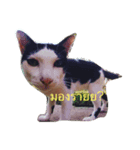 Lingnong（個別スタンプ：8）