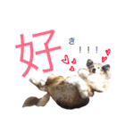 C のC によるCのためのスタンプ（個別スタンプ：6）