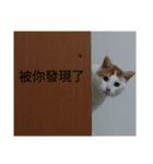 huahua's cat life（個別スタンプ：1）