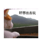 huahua's cat life（個別スタンプ：3）