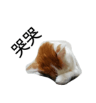 huahua's cat life（個別スタンプ：4）