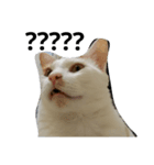 huahua's cat life（個別スタンプ：6）