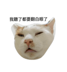 huahua's cat life（個別スタンプ：7）