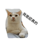 huahua's cat life（個別スタンプ：8）