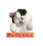 みけ子母ちゃんと娘ちゃんたち（個別スタンプ：6）