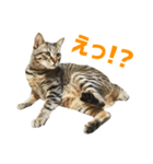 うちのもずく（個別スタンプ：1）