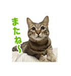 うちのもずく（個別スタンプ：3）