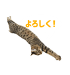うちのもずく（個別スタンプ：4）