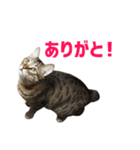 うちのもずく（個別スタンプ：5）