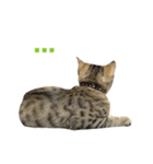 うちのもずく（個別スタンプ：11）
