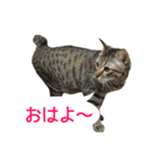 うちのもずく（個別スタンプ：12）